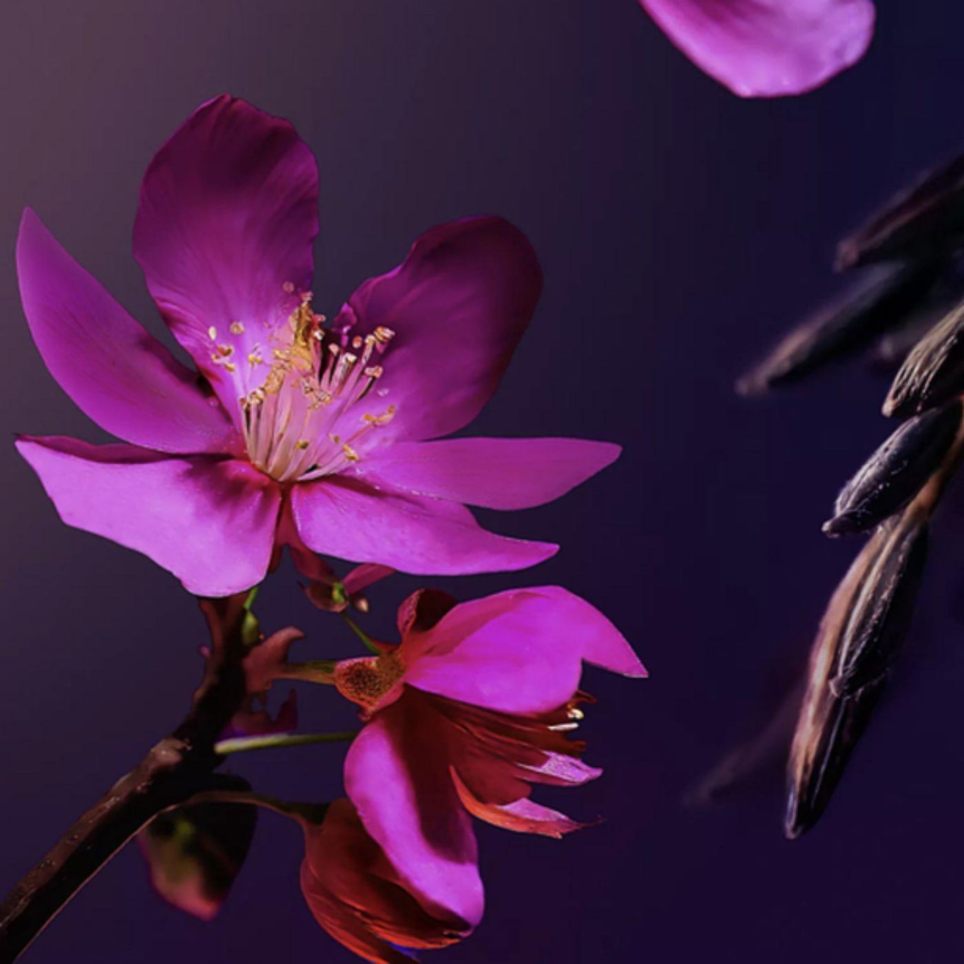 Rituels Le Rituel de Yozakura Petit Coffret Cadeau